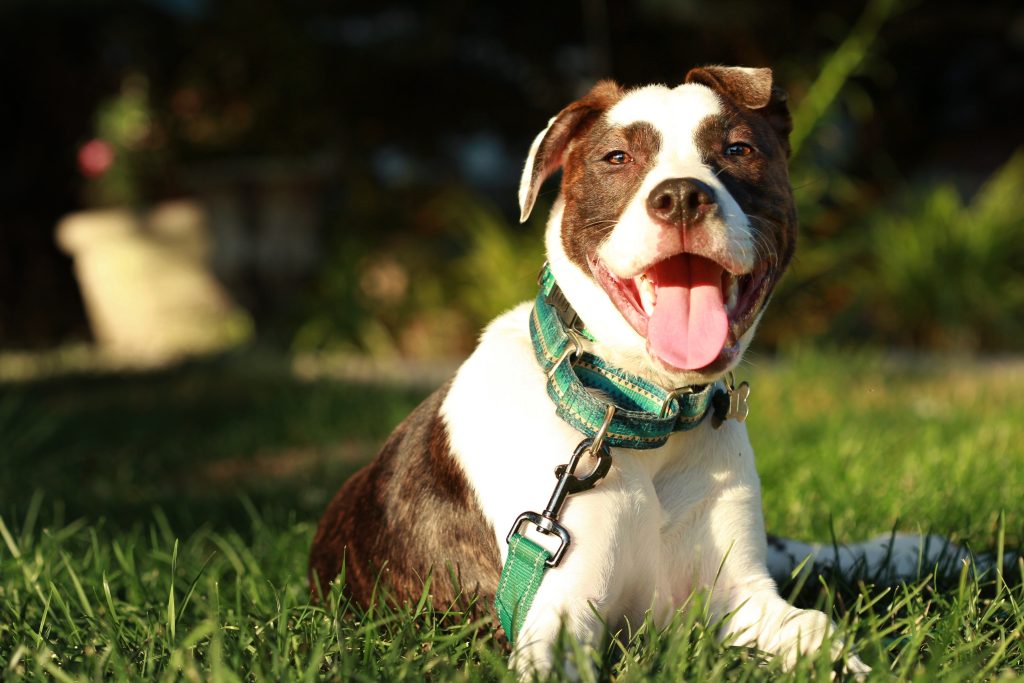 Boxer-Bulldog mix lounging in sunshine