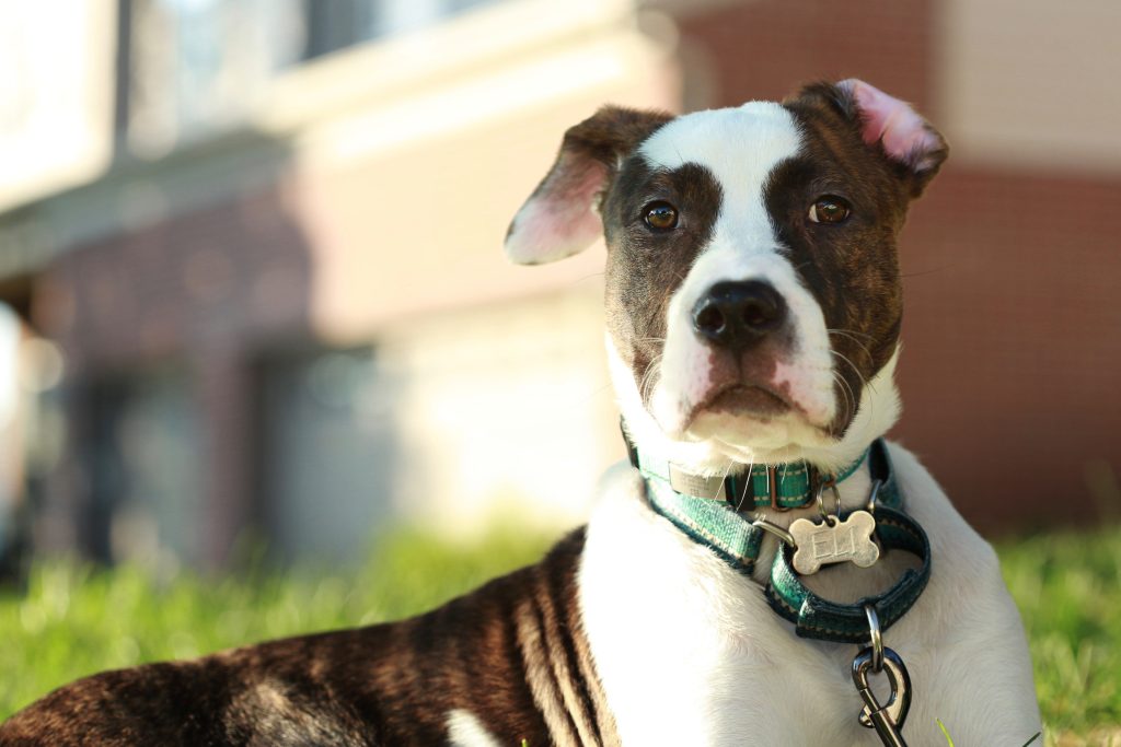 Boxer-Bulldog mix lounging in sunshine