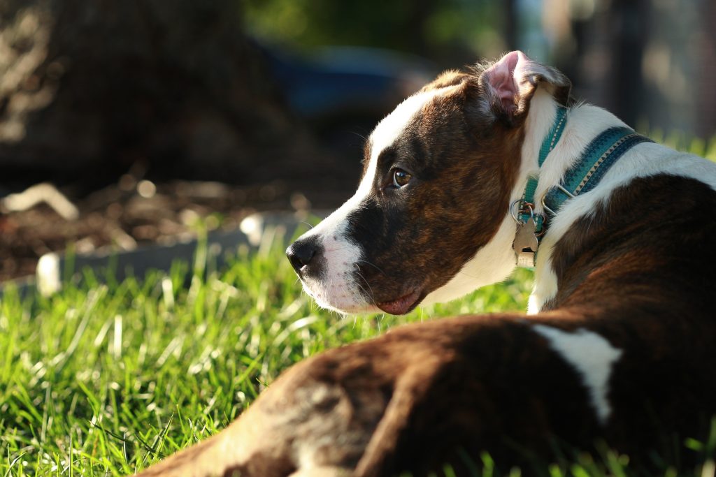 Boxer-Bulldog mix lounging in sunshine