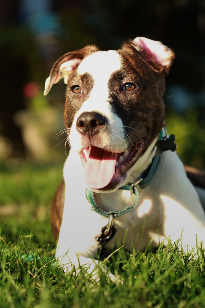 Boxer-Bulldog mix lounging in sunshine