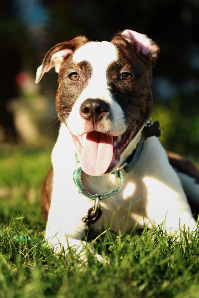 Boxer-Bulldog mix lounging in sunshine