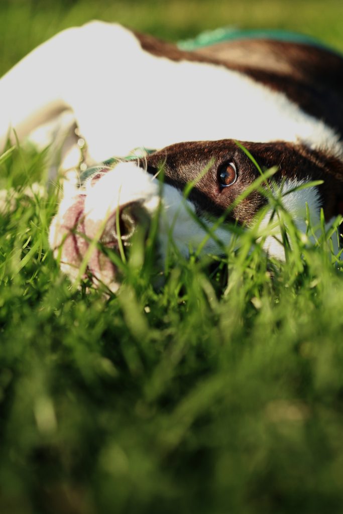 Boxer-Bulldog mix lounging in sunshine