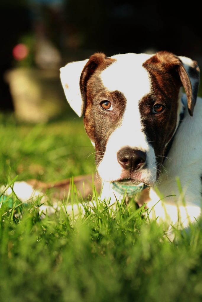 Boxer-Bulldog mix lounging in sunshine