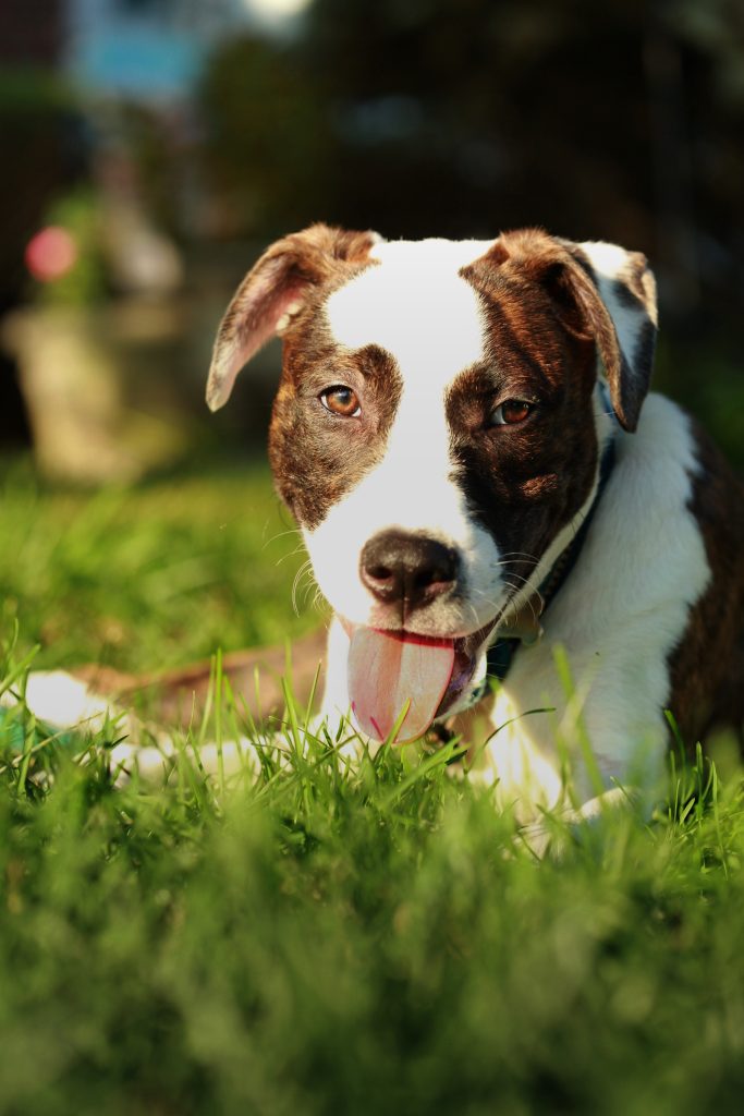 Boxer-Bulldog mix lounging in sunshine