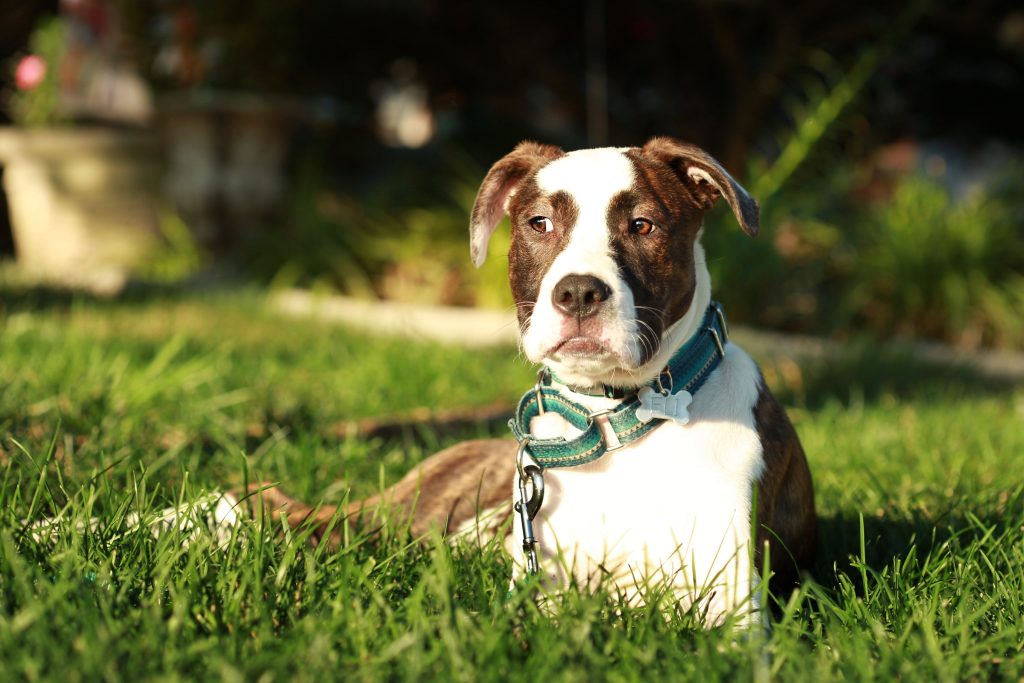 Boxer-Bulldog mix lounging in sunshine