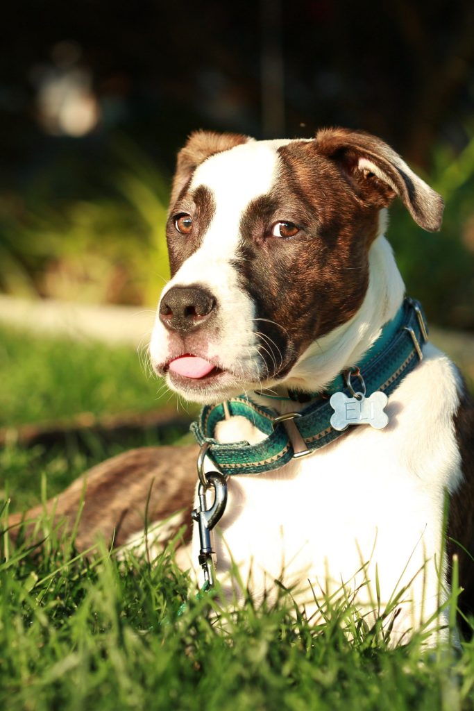 Boxer-Bulldog mix lounging in sunshine