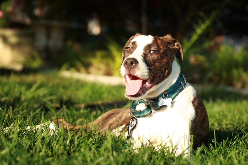 Boxer-Bulldog mix lounging in sunshine