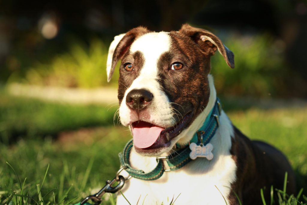 Boxer-Bulldog mix lounging in sunshine