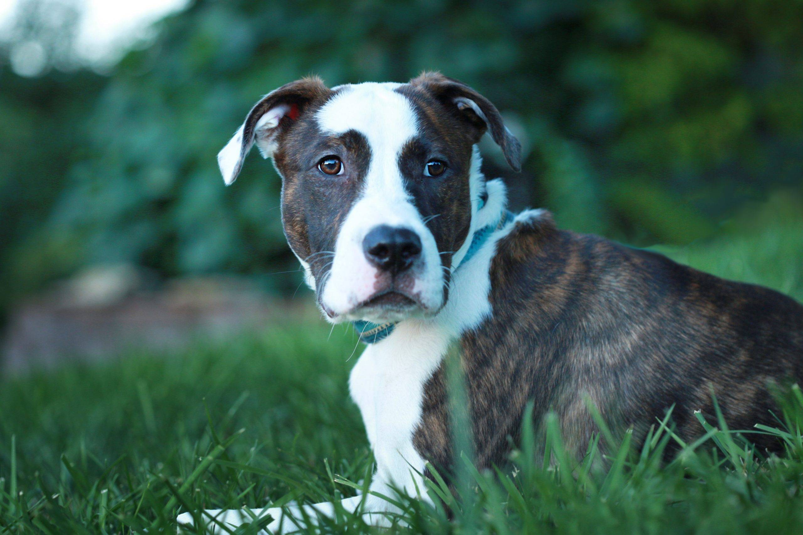 Boxer-Bulldog relaxing on the lawn